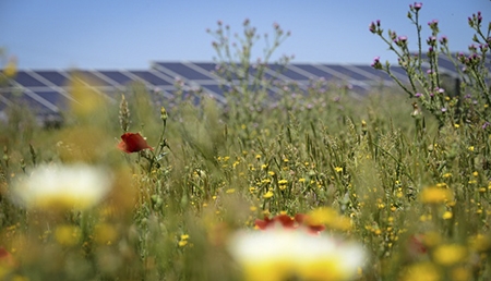 El proyecto fotovoltaico de Safarich obtiene el Certificado UNEF de Excelencia para la Sostenibilidad y la conservación de la Biodiversidad